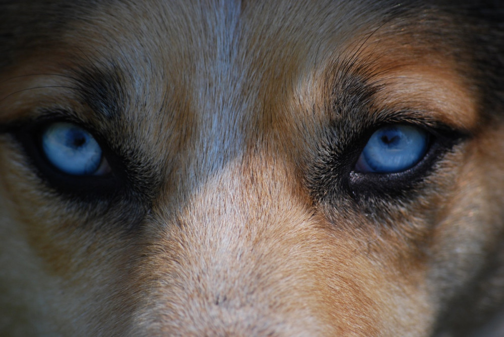 barna kutya kék szemmel