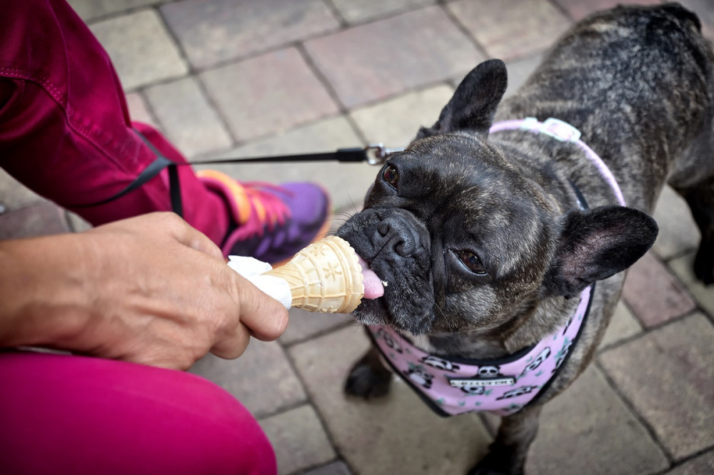 gazdi fagylalttal eteti a francia bulldogot