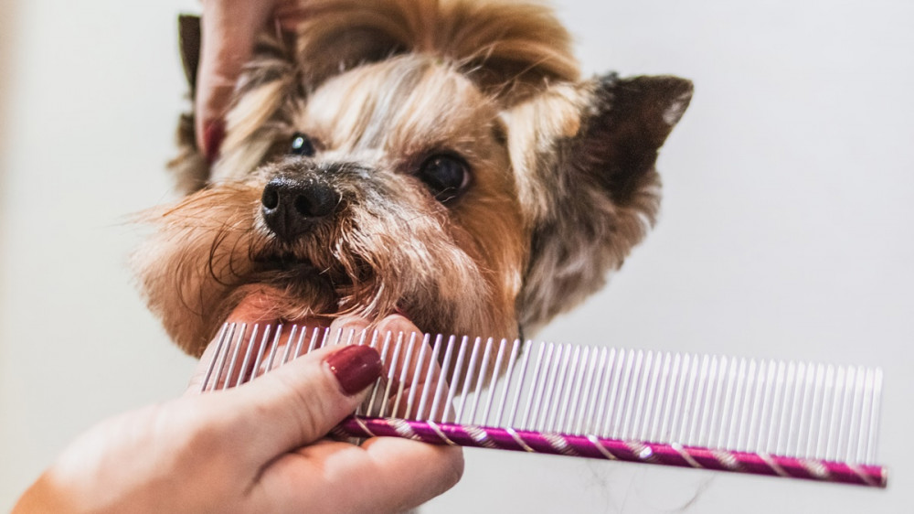 yorkie pofáját rózsaszín fésüvel fésülik