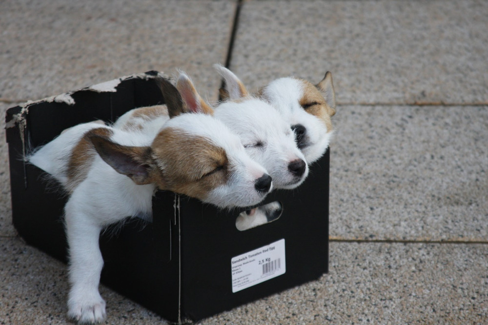 három kölyök egy papírdobozban alszik