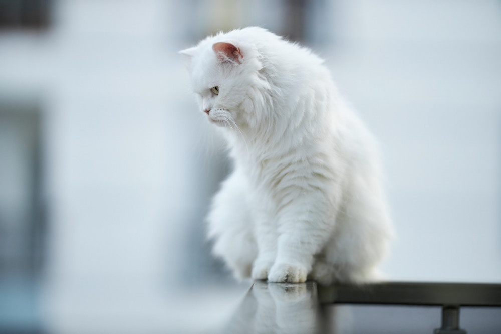 fehér cica ül és lefelé néz