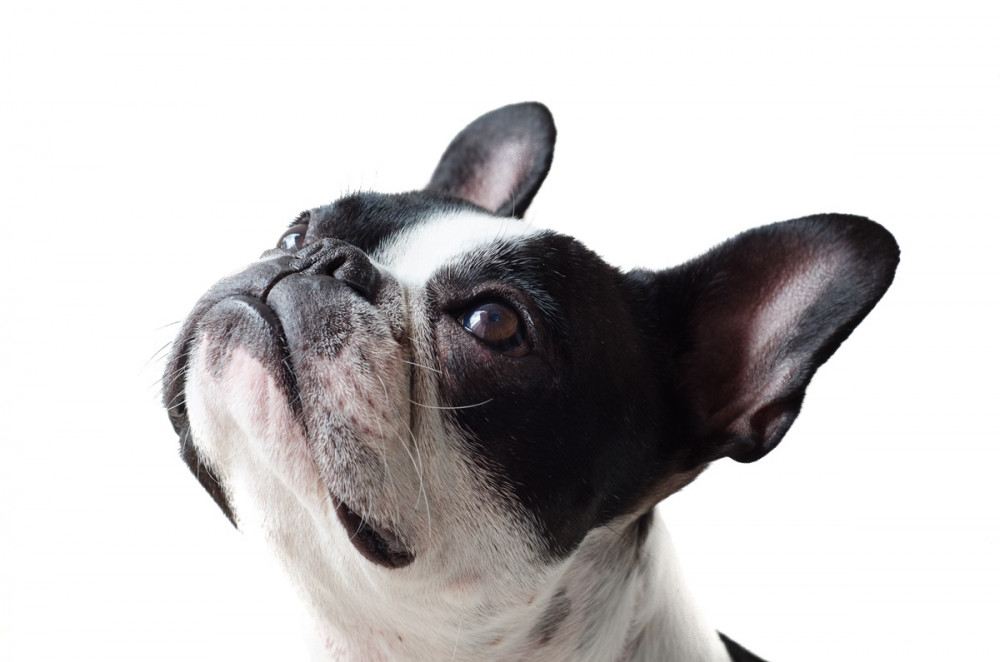 figyelmesen felfelé néző francia bulldog feje