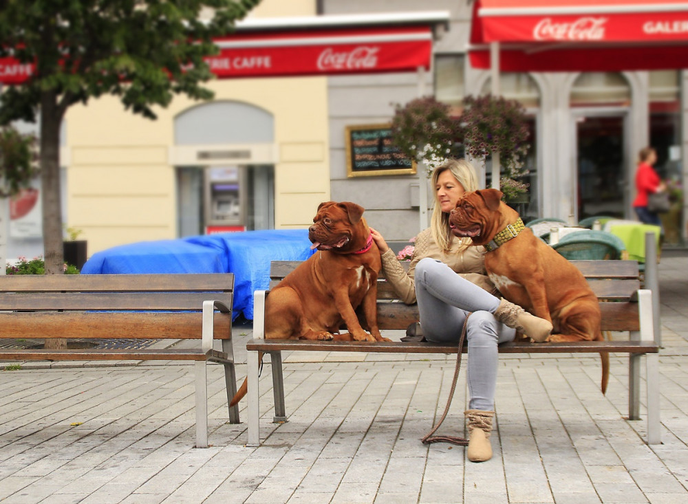 gazdi két kutyájával ül a városban egy padon