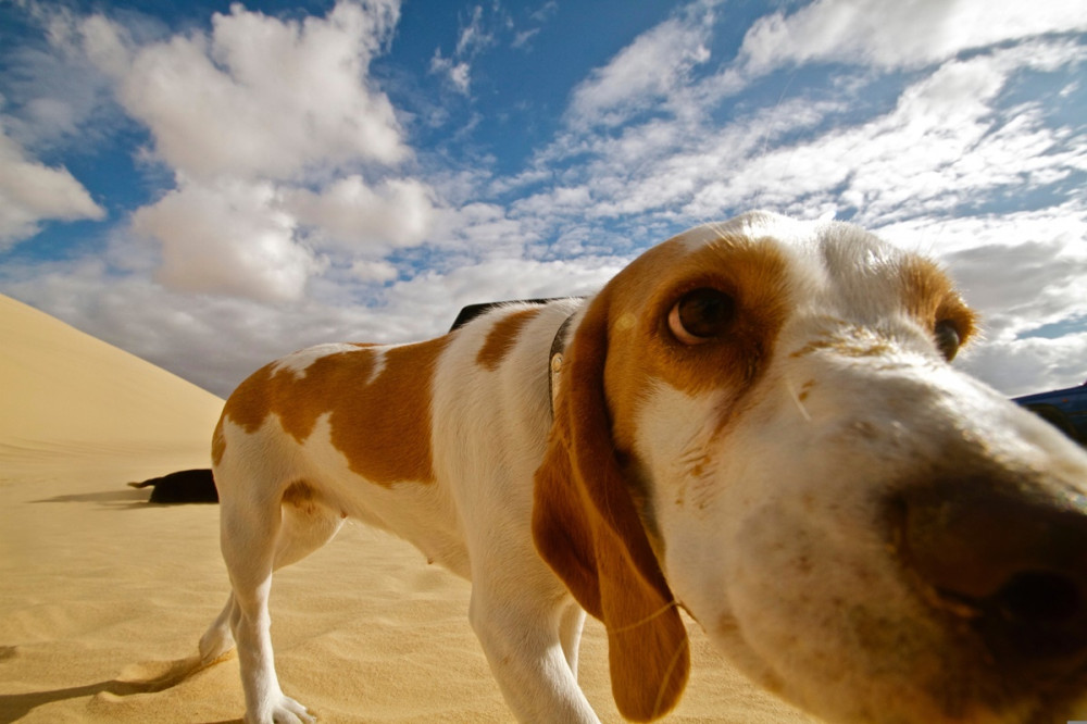 basset hound riadt szemekkel halad