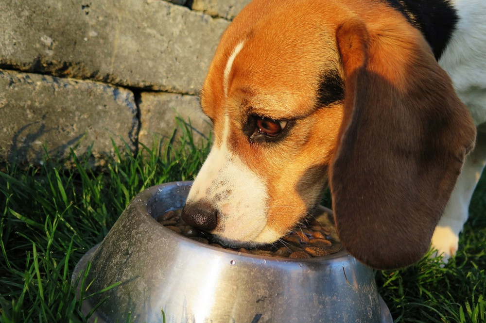 beagle kutya habzsol a táljából