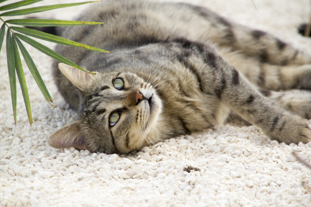 cirmos macska az oldalán fekszik és a feje fölött lógó pálma leveleket nézi