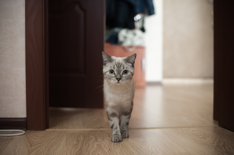 cica a lakásban osonkodik és közben néz