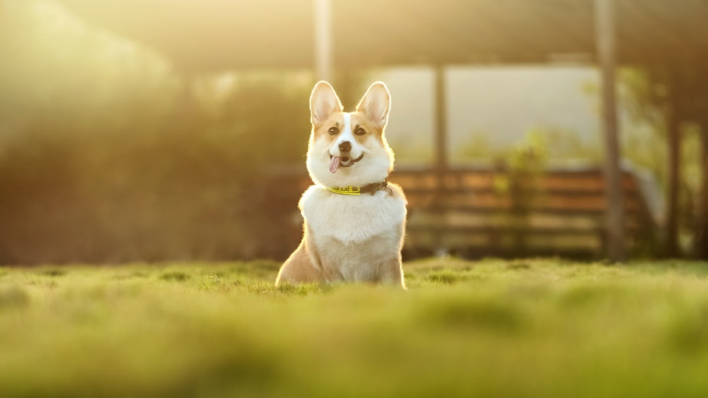 corgie ül a fűben és várakozással néz előre