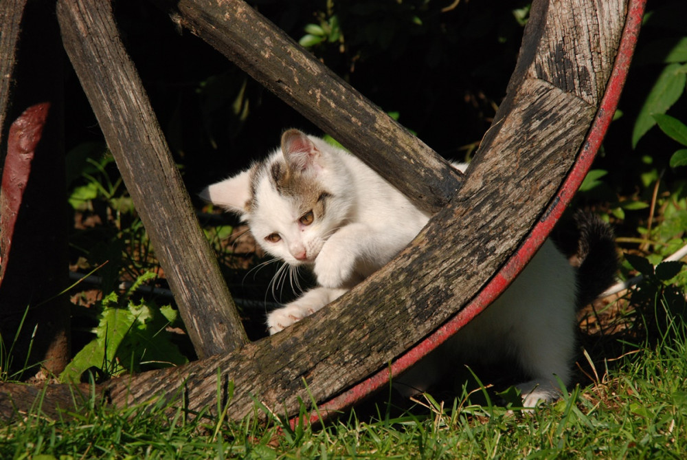 pici cica szekér kerekével játszik