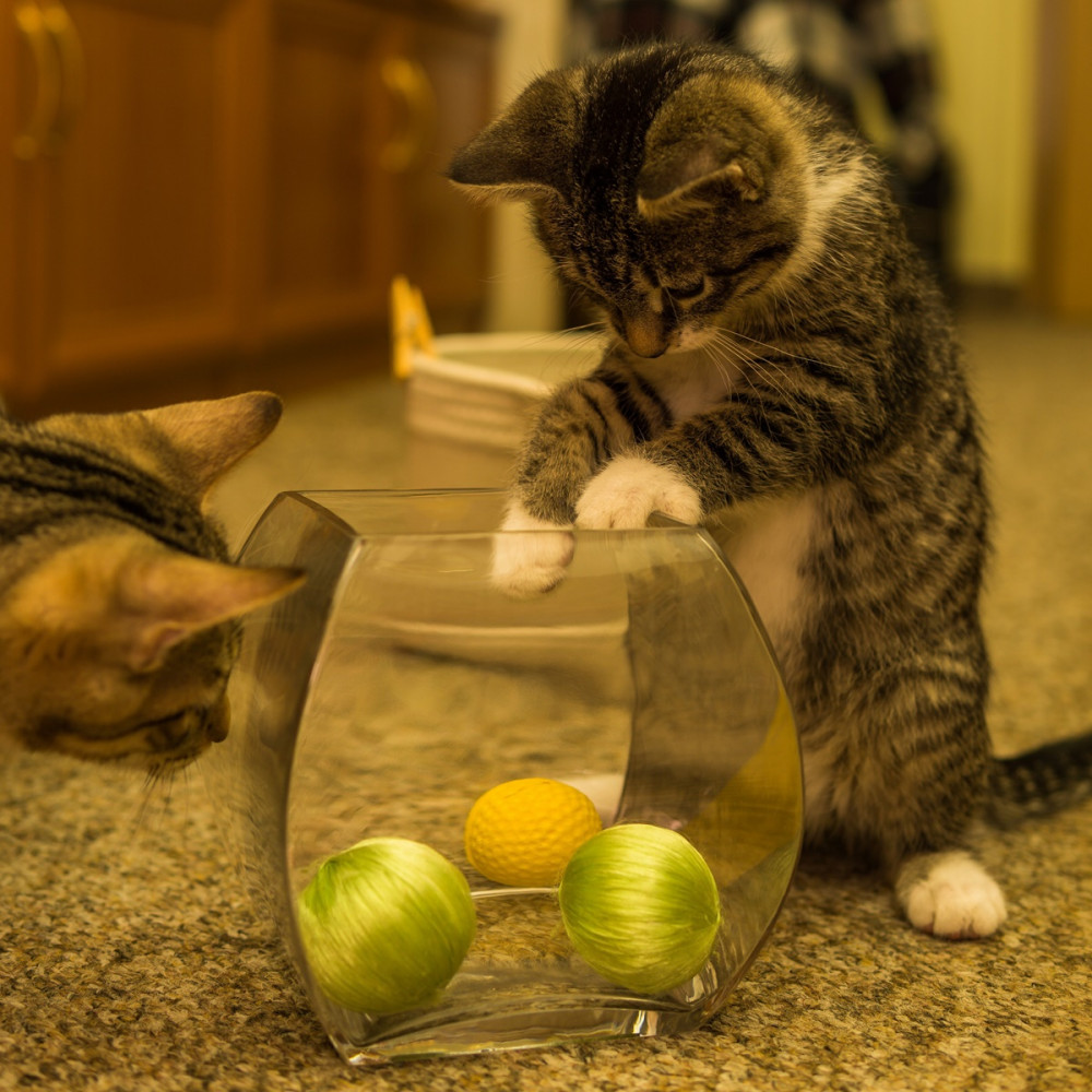 kismacska gömböket próbál kiszedni egy üveg vázából