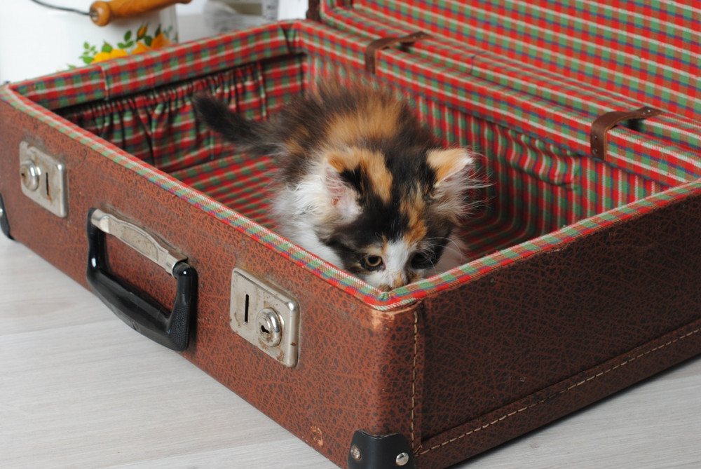 cica retró bőröndben fekszik