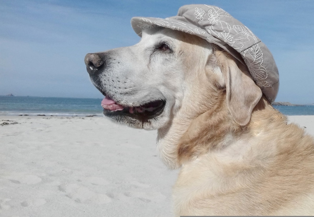 labrador sapkában a tengerparton