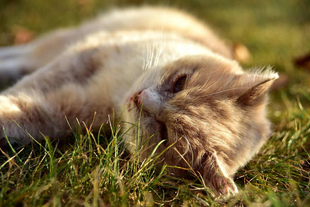 cica oldalán fekve hever a napsütötte fűben