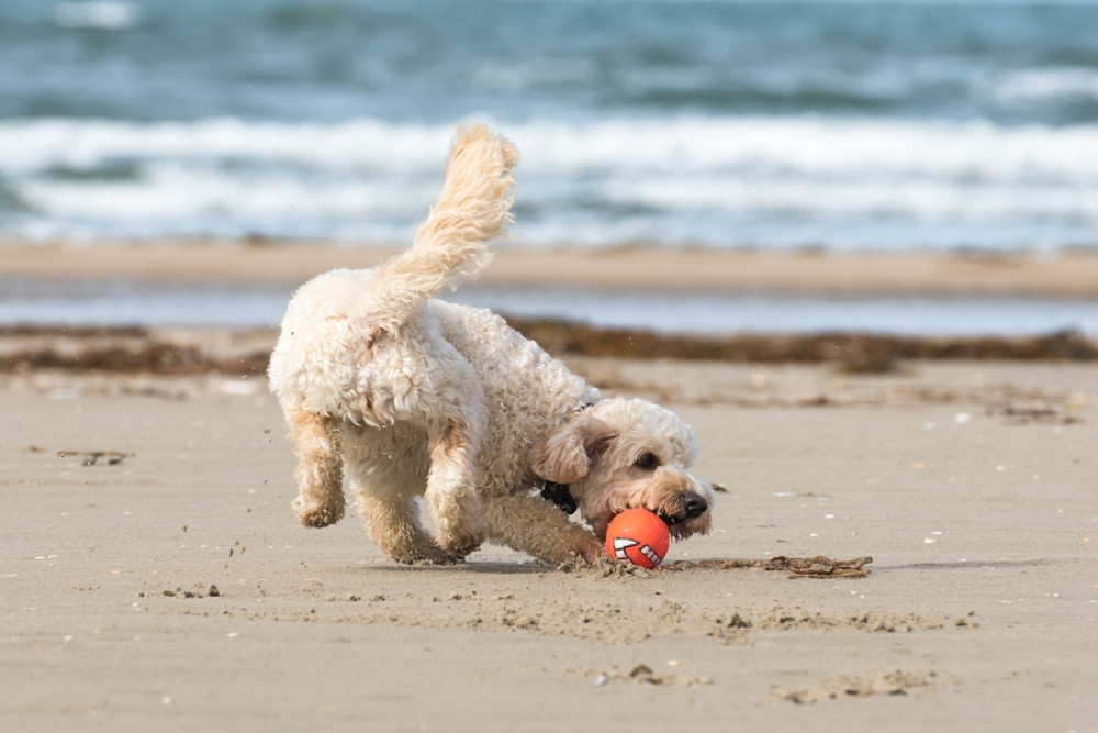 kutya labdával játszik a vízparton