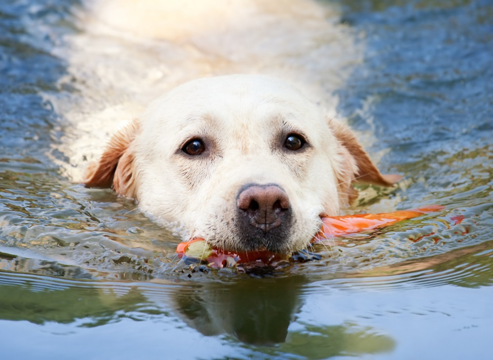 kutya játékkal a szájában úszik a vízben