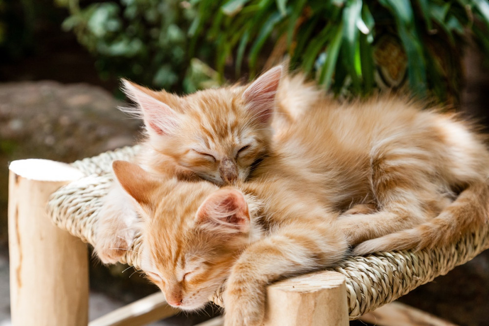 két vöröses cica hever a széken a kertben és alszik