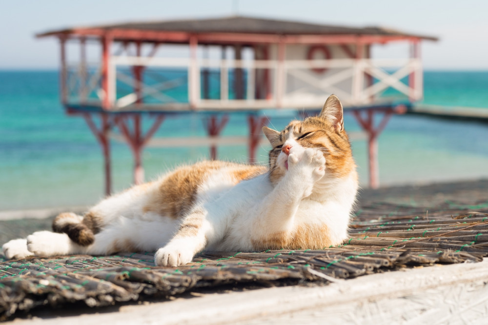 vörös fehér cica tengerparton heverve mancsát nyalogatja