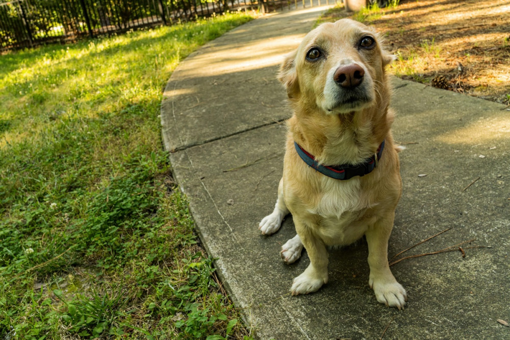 retriever jellegű kutya bűnbánó szemekkel ül a járdán