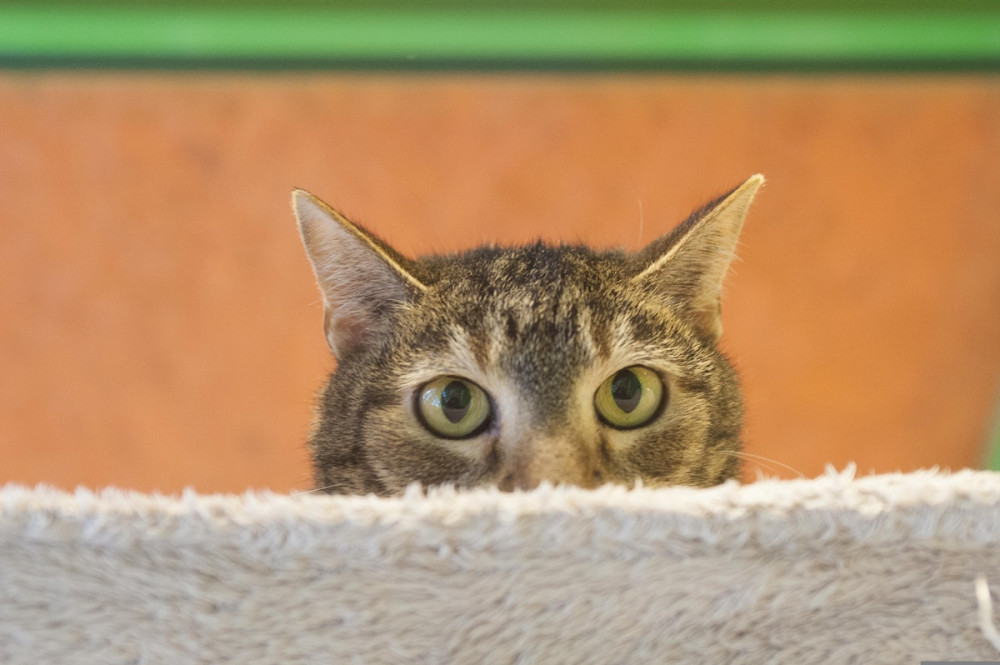 cica riadt szemekkel kukucskál vélhetően egy kanapé mögül