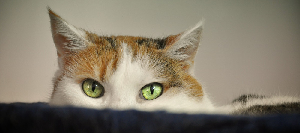 vörös-fehér cica riadt szemekkel les ki egy fekete textil mögül