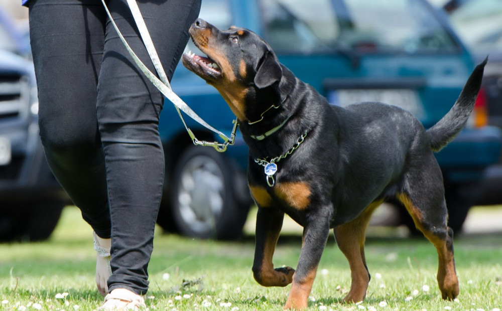 rottweiler lábnál halad, közben a gazdára néz