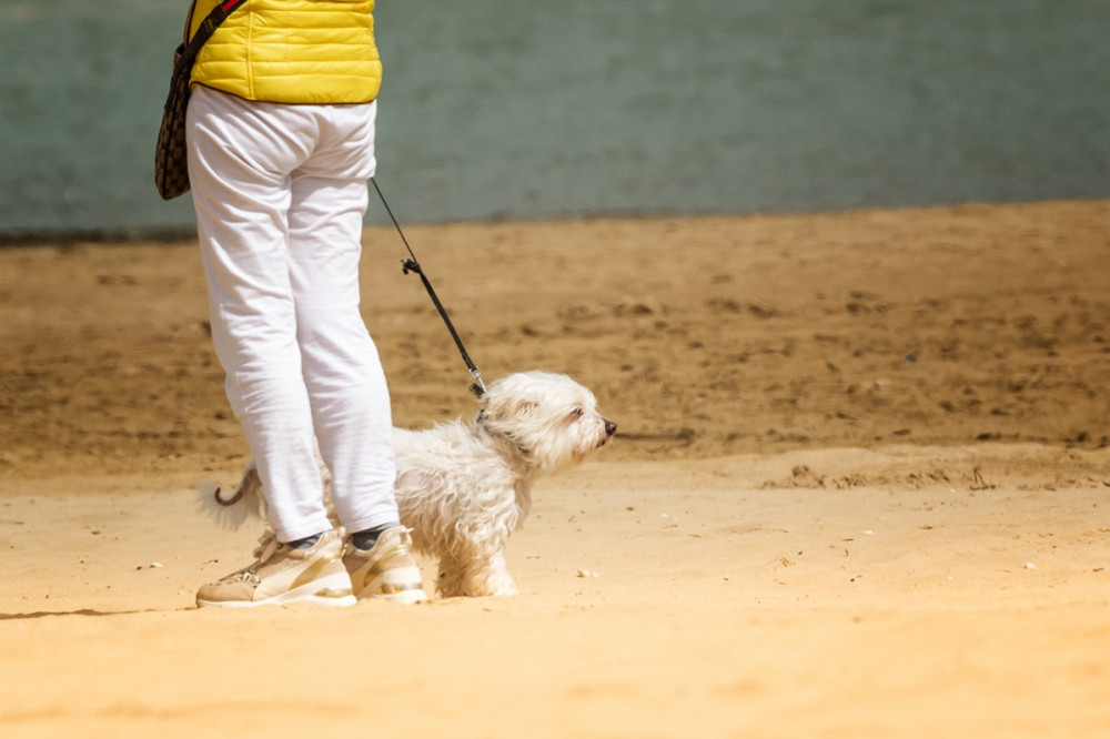 gazdi a tengerparton áll bichon jellegű kutyával és ellenkező iráőnyba néznek