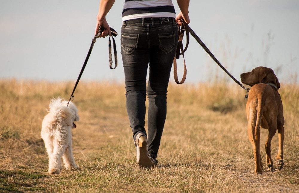 gazdi két oldalán két kutyát sétáltat, a vizsla őt nézi