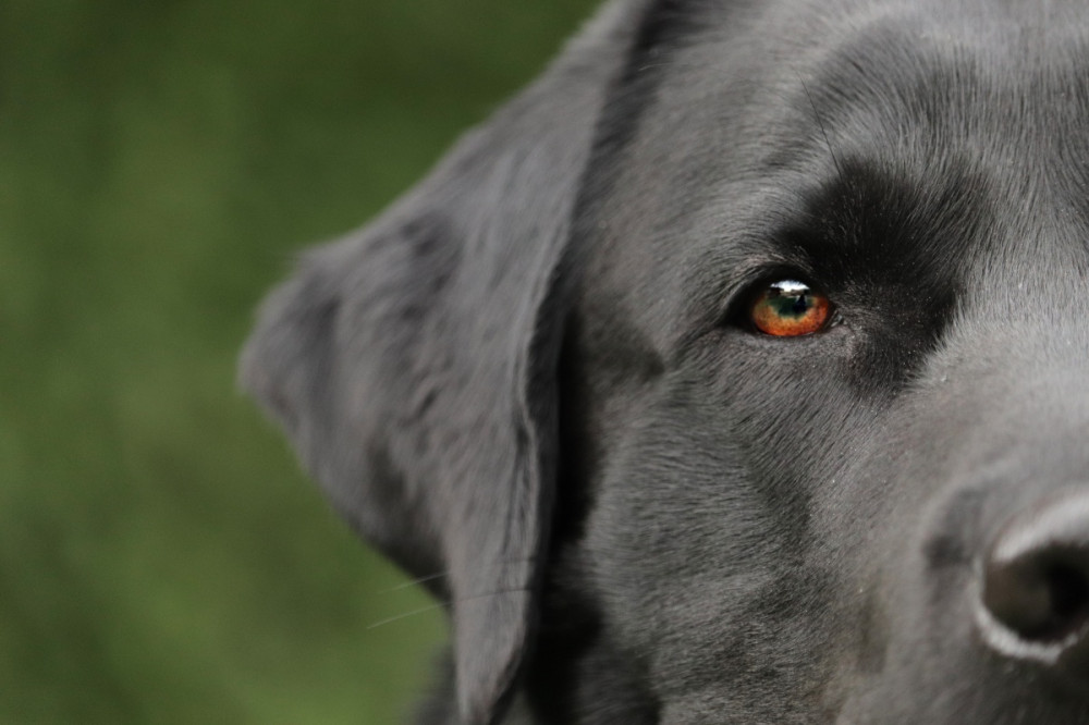 labrador fél portré