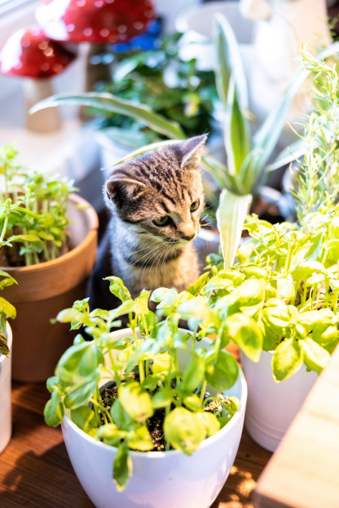cica gyógynövényekkel teli cserepek között ül