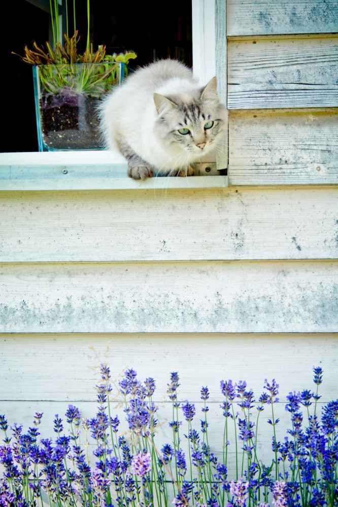 macska faház ablakából les kifelé, alatt virágok