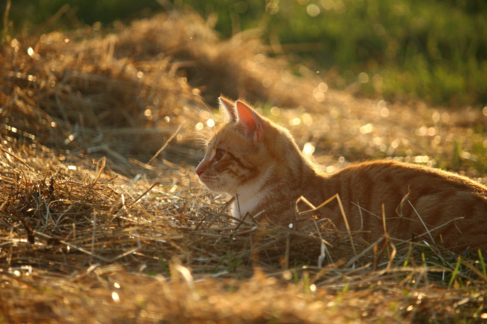 vörös macska ragyogó napsütésben a száraz mezőn fekszik