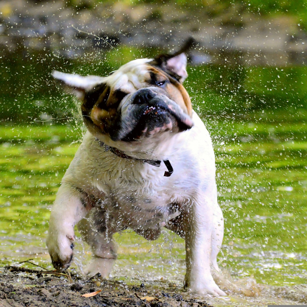 bulldog lerázza magáról a vizet