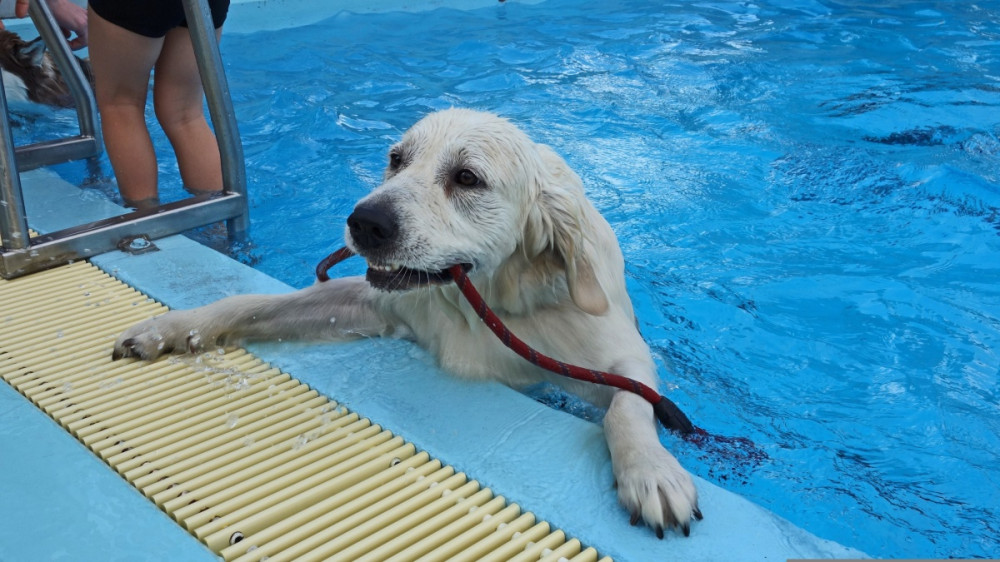 kutya szájában pórázzal a medence szélén kapaszkodik