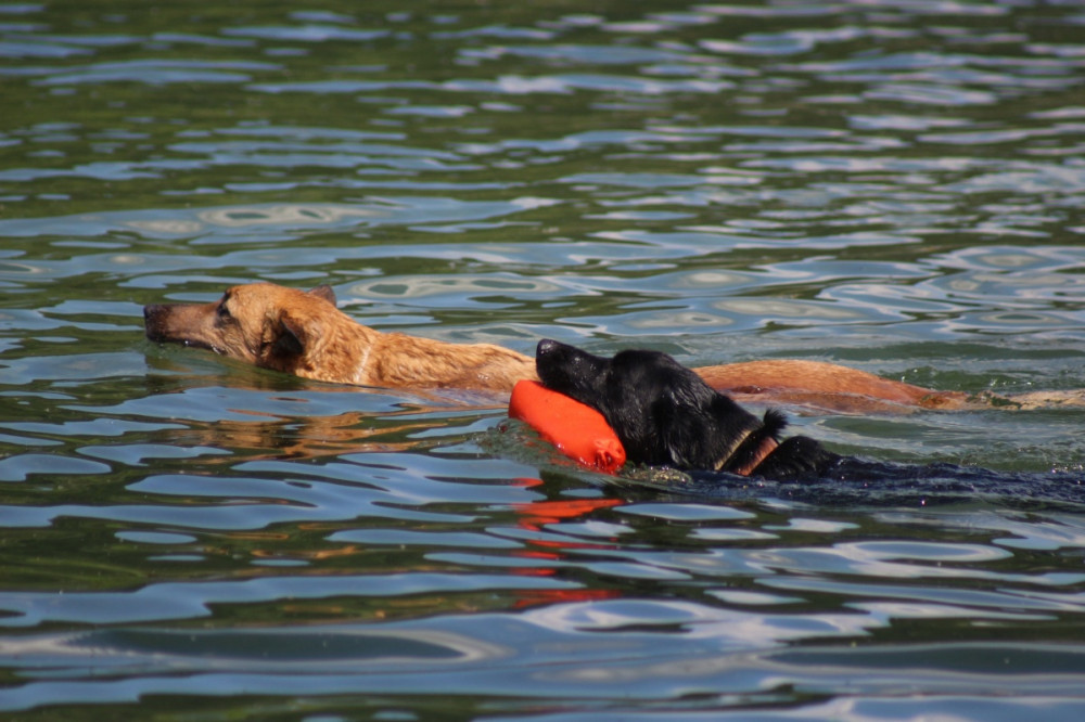 két kutya úszik, egyikük szájában piros játék