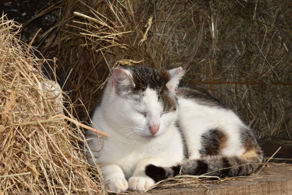 fehér-cirmos cica szalmabálák előtt szundikál