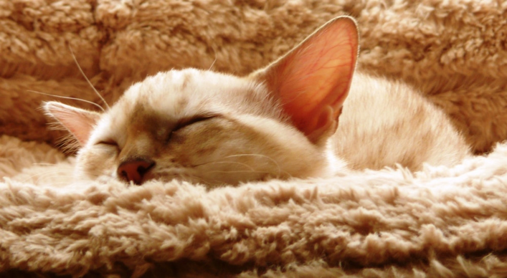 krémszínű cica szőrös takarón alszik
