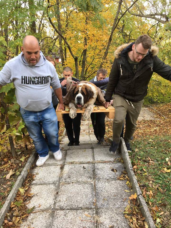 szurkolók állatmentés közben