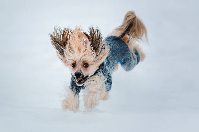 kutya kutyaruhában a hóban fut