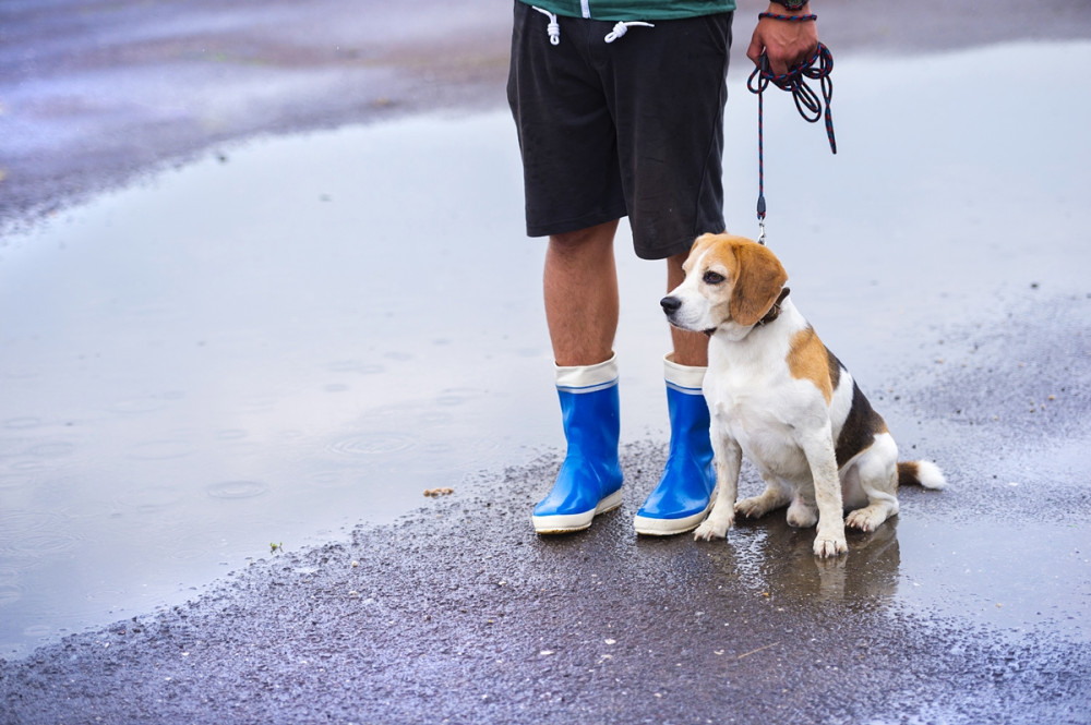 beagle póráton a gazdi lába mellett