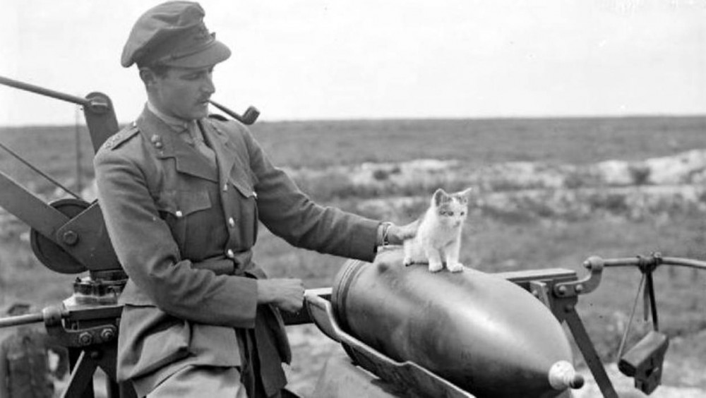 katona macskával