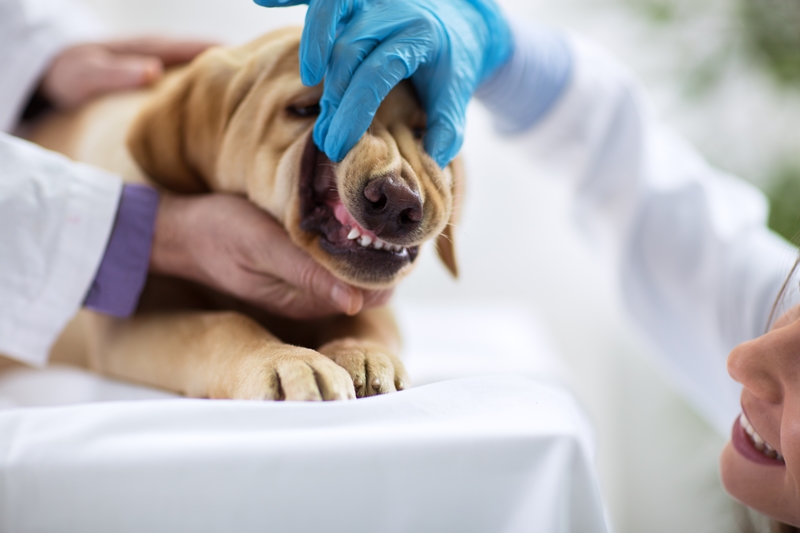 orvos vizsgálja a kutya fogát