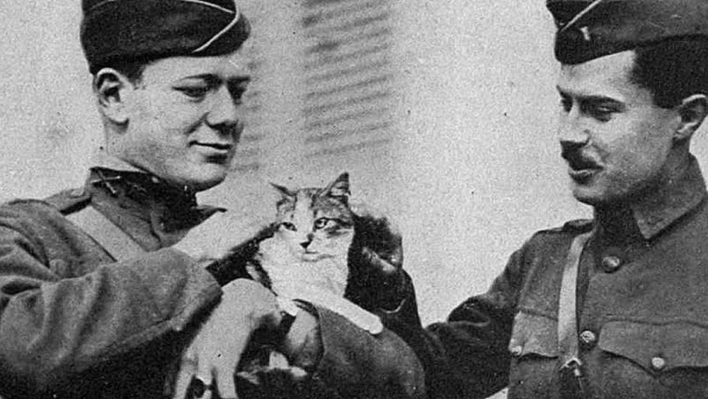 amerikai katonák macskával
