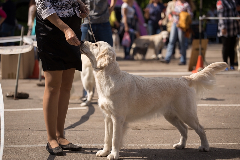 golden retriever felvezetőjével