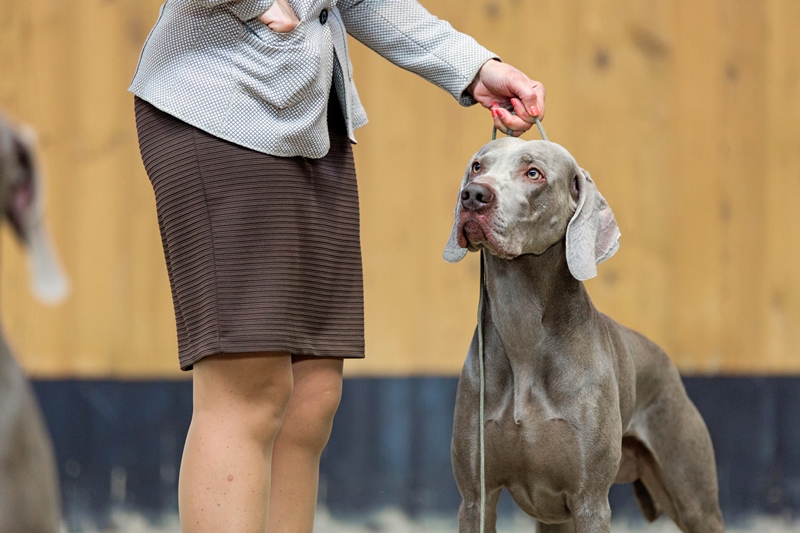 weimari vizsla felvezetőjével