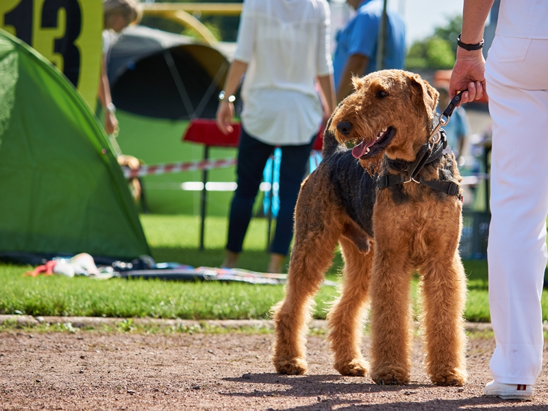 airedale terrier felvezetőjével