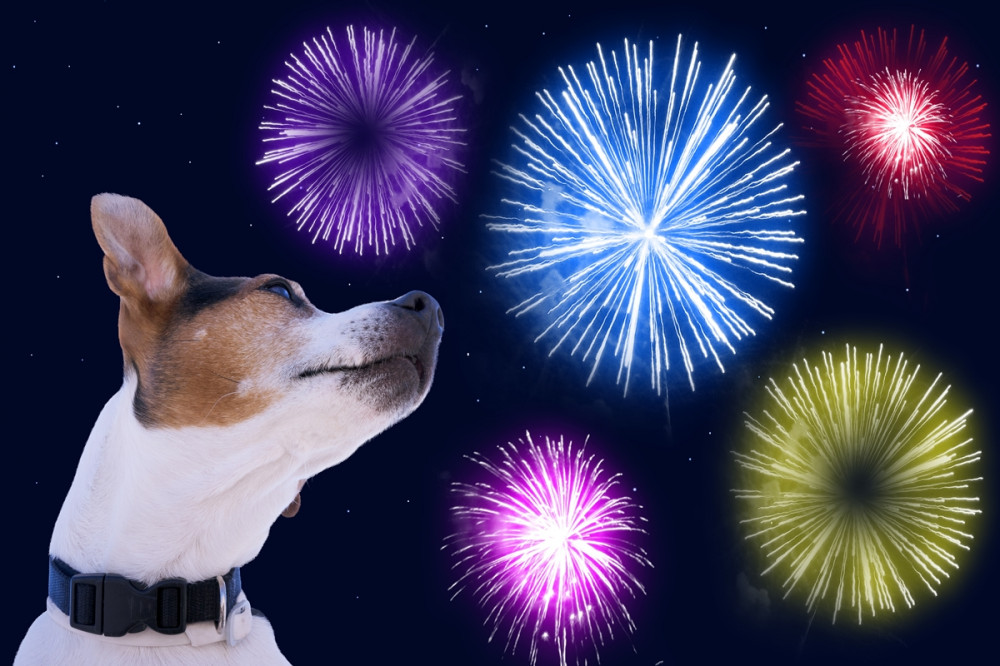 kutya nézi a tűzijátékot
