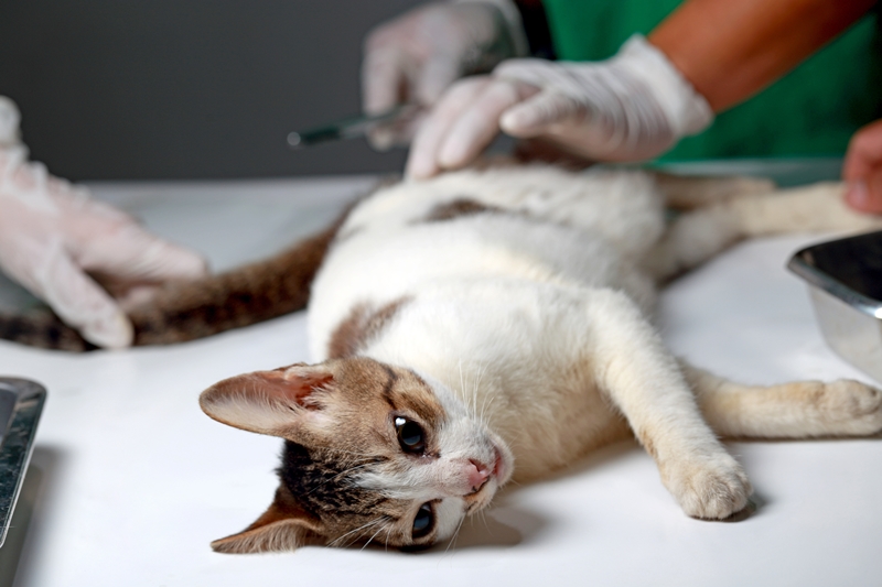 állatorvos fekvő cicát vizsgál