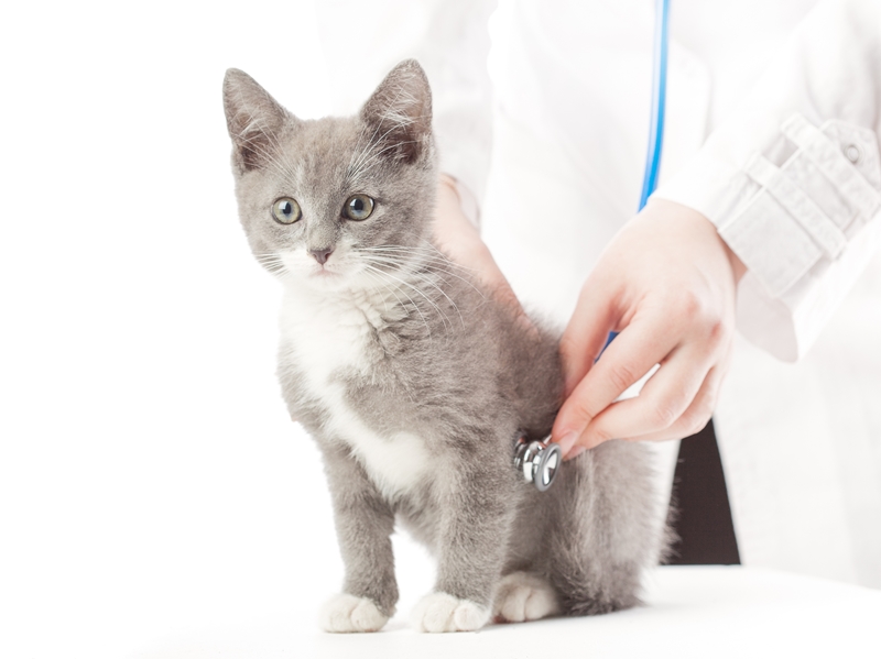állatorvos cicát sztetoszkóppal vizsgál