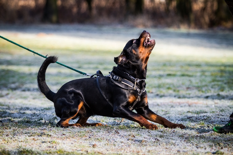 rottweiler pórázon vicsorog