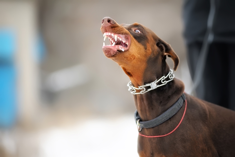 dobermann vicsorog